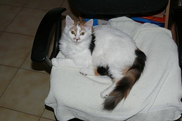 Peluche.jpg