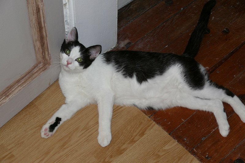 Domino"