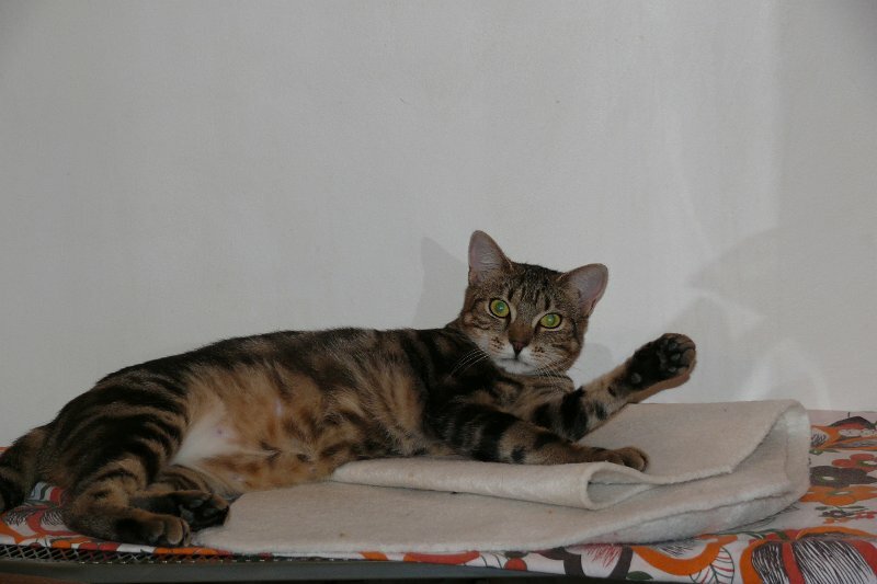 Mirabelle"