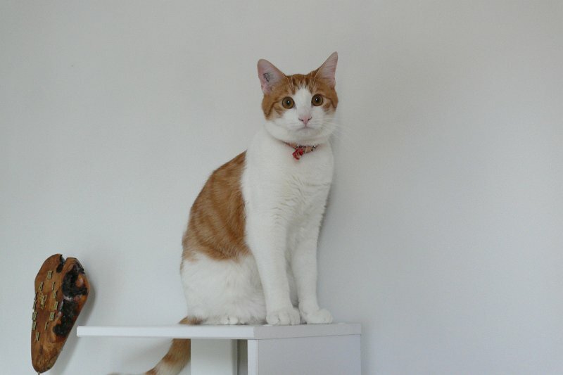 Roco
