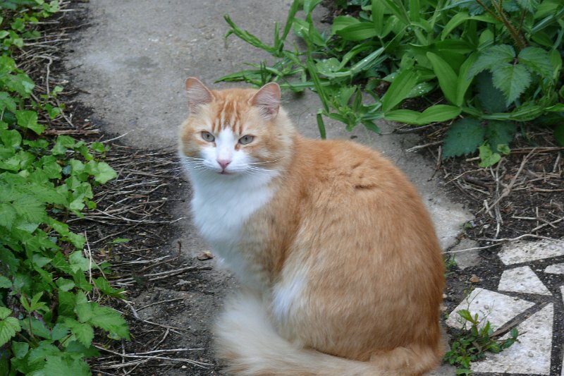 Toffy"